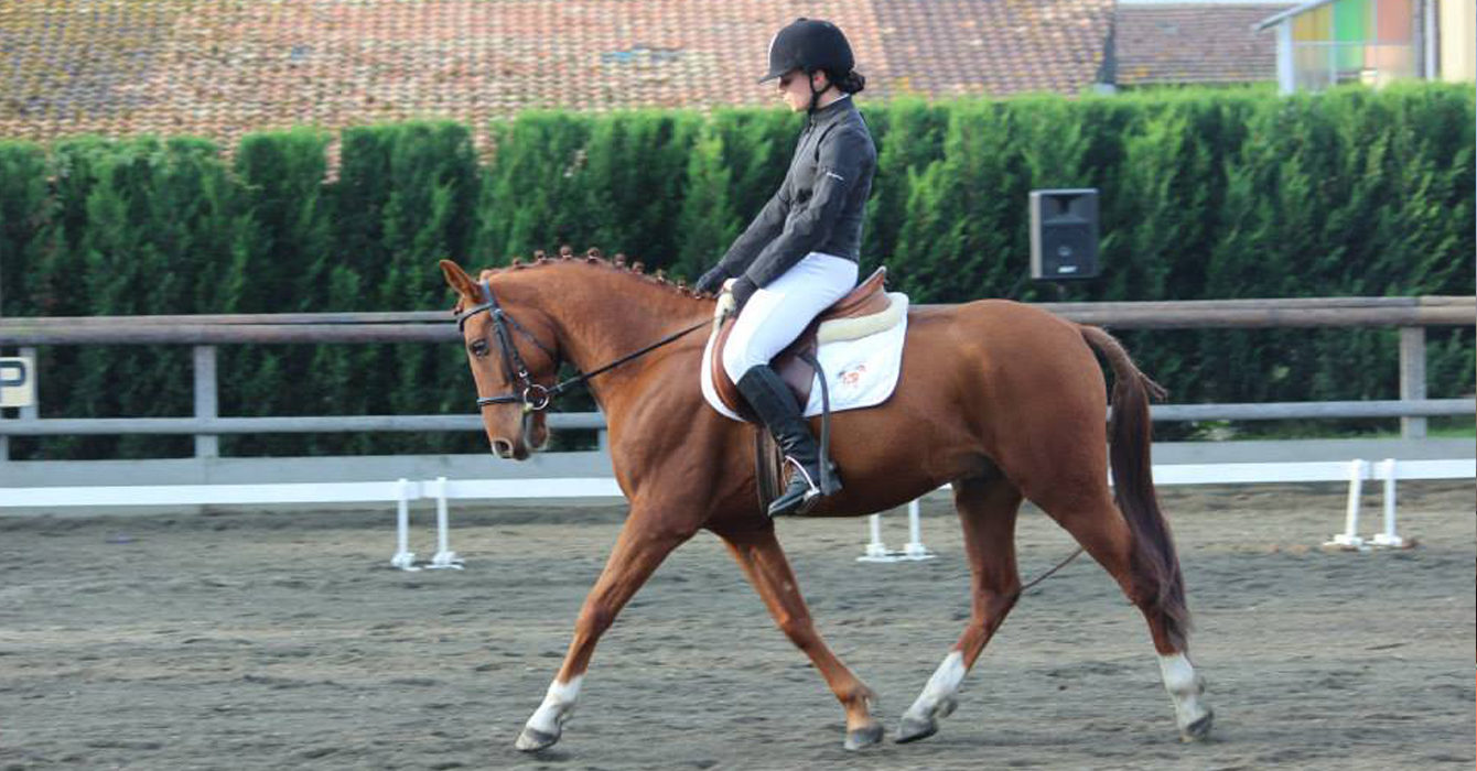 Azzaro en concours de dressage