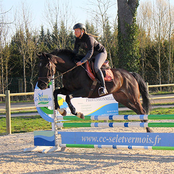 Les jeunes chevaux