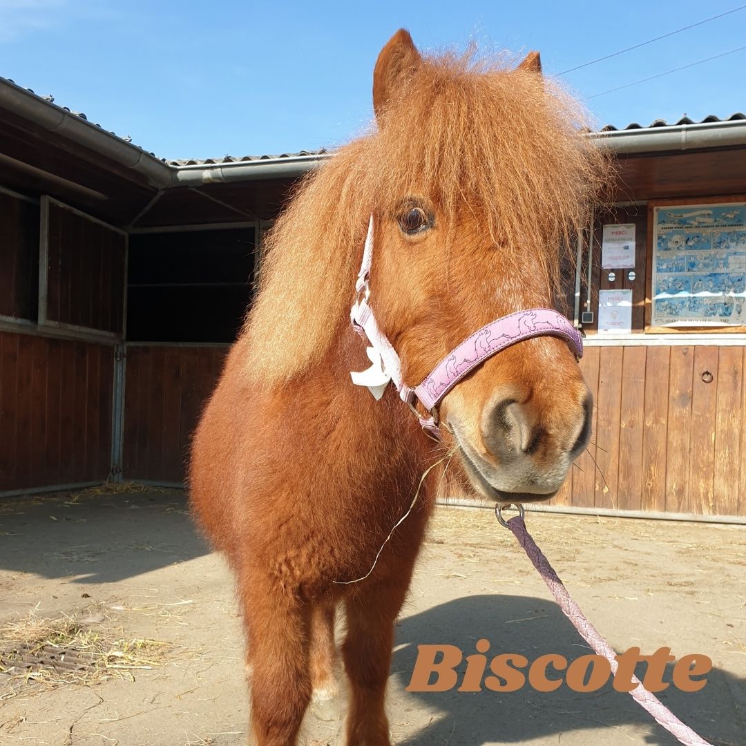 la cavalerie biscotte