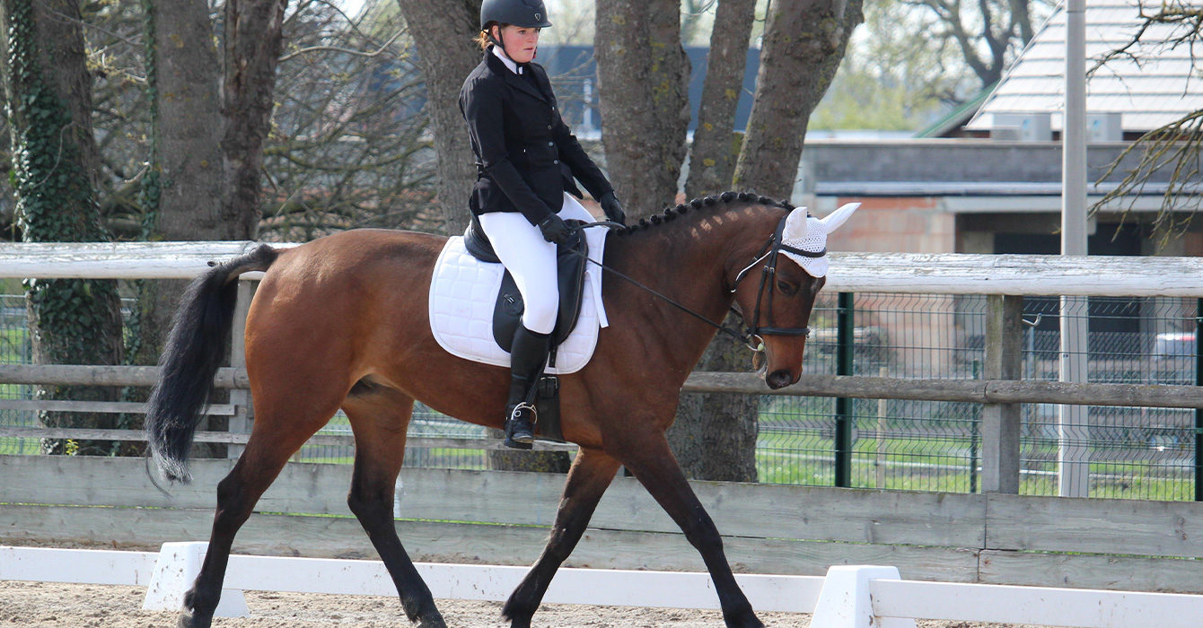 Hendrix en concours de dressage